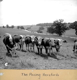 3 Cattle posing herfords